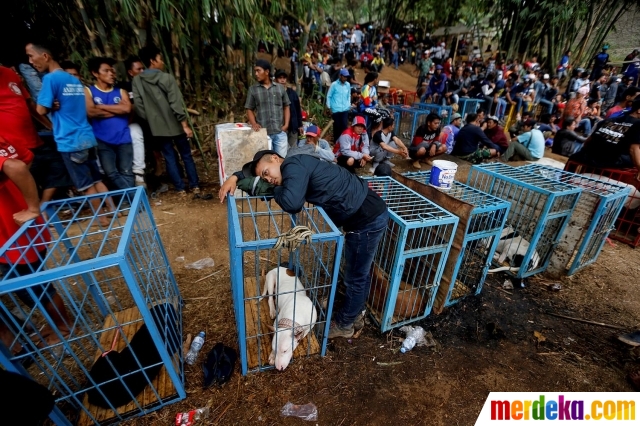 Foto : Kebuasan Adu Bagong, tradisi pertarungan anjing vs babi hutan