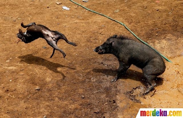 Foto : Kebuasan Adu Bagong, tradisi pertarungan anjing vs babi hutan