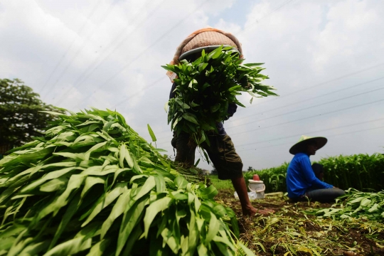 Geliat petani kangkung di Ibu Kota