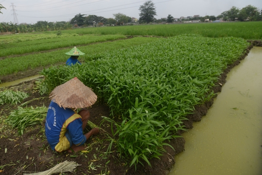 Geliat petani kangkung di Ibu Kota