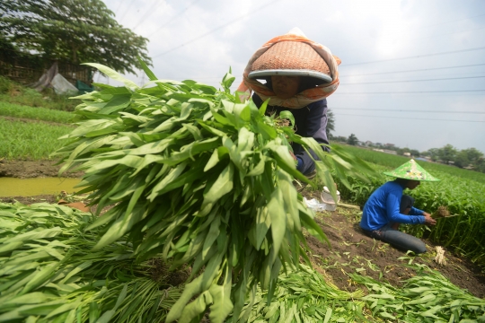 Geliat petani kangkung di Ibu Kota