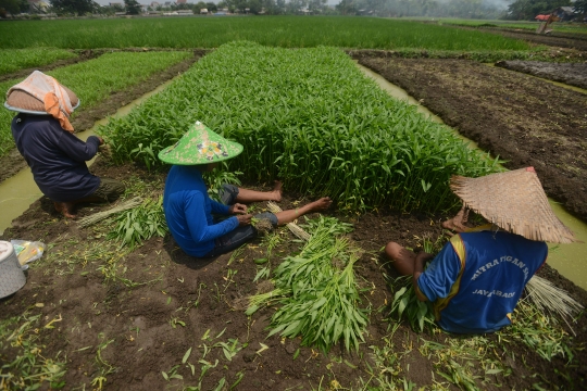 Geliat petani kangkung di Ibu Kota