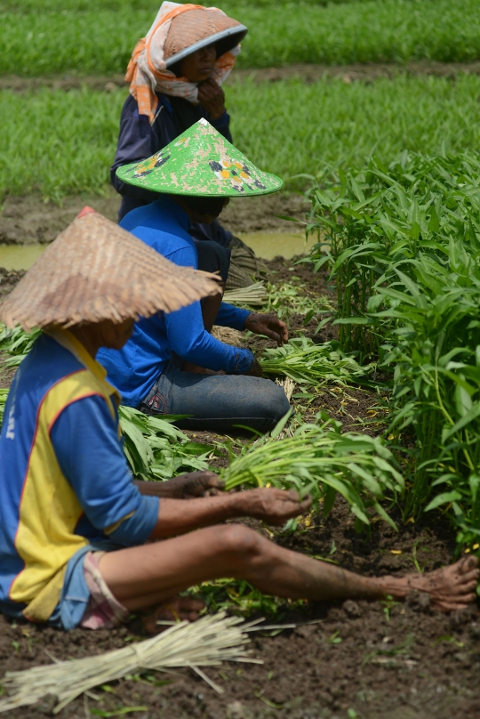 Geliat petani kangkung di Ibu Kota