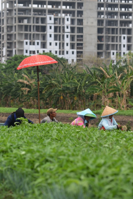 Geliat petani kangkung di Ibu Kota