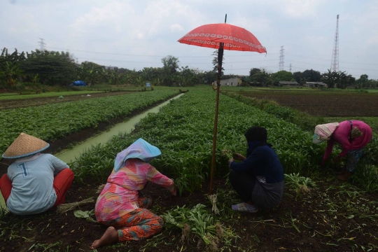 Geliat petani kangkung di Ibu Kota