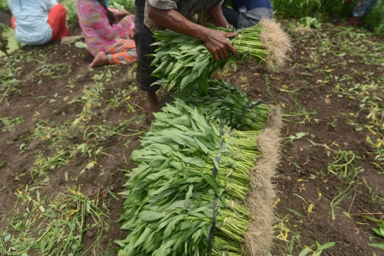 Geliat petani kangkung di Ibu Kota