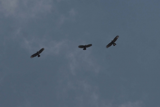 Puluhan ekor burung Skep Madu Asia migrasi lintasi Indonesia