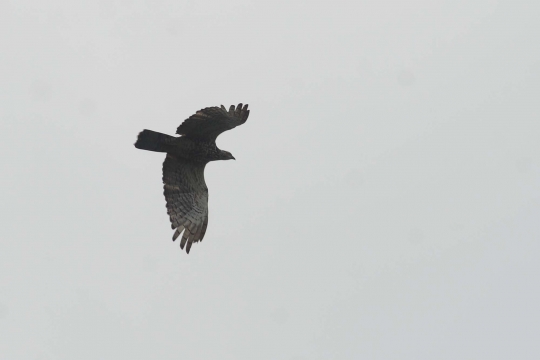 Puluhan ekor burung Skep Madu Asia migrasi lintasi Indonesia