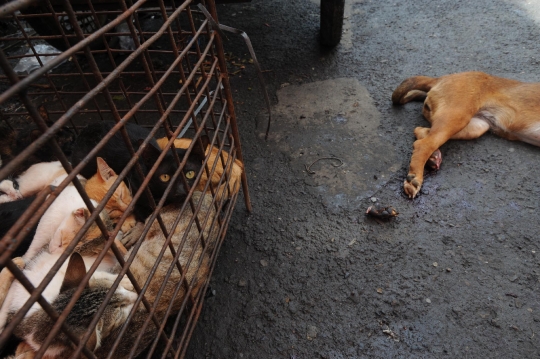 Saat anjing dan kucing di Tomohon laris jadi santapan