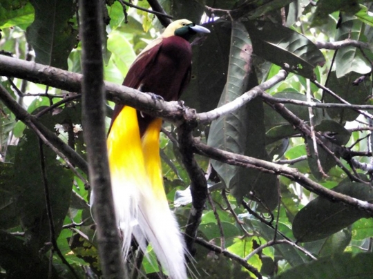 Menyelamatkan burung-burung indah Papua dari ancaman proyek perkebunan