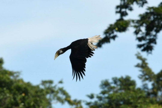 Menyelamatkan burung-burung indah Papua dari ancaman proyek perkebunan