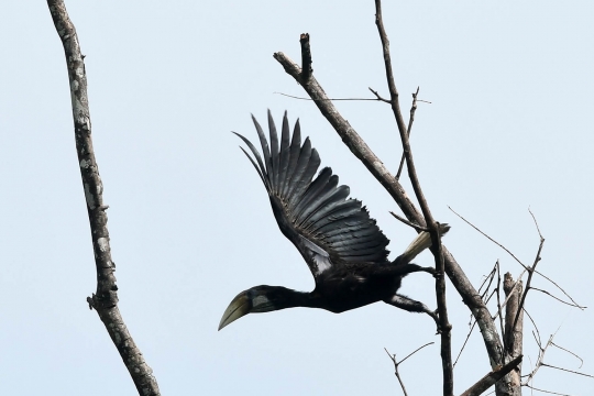 Menyelamatkan burung-burung indah Papua dari ancaman proyek perkebunan