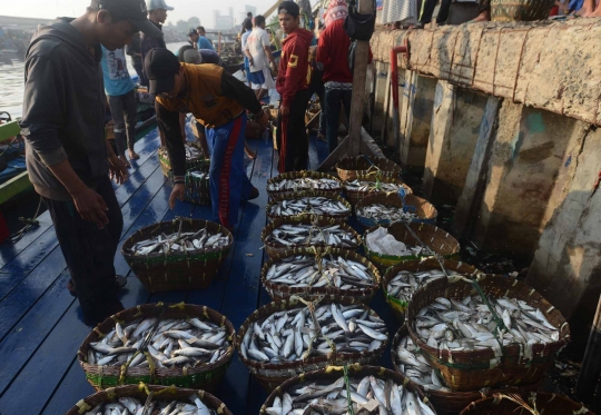 Akibat reklamasi dan limbah, tangkapan ikan di Teluk Jakarta berkurang