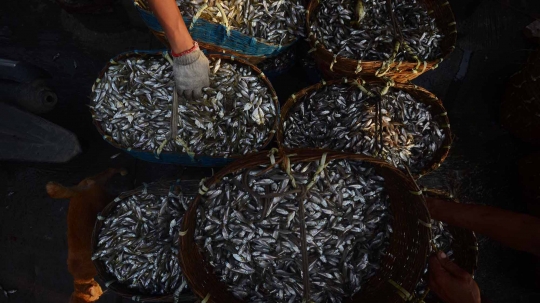 Akibat reklamasi dan limbah, tangkapan ikan di Teluk Jakarta berkurang