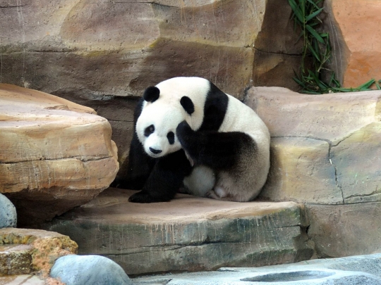 Tingkah lucu Panda Hu Chun dan Cai Tao di Taman Safari Indonesia