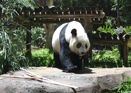 Tingkah lucu Panda Hu Chun dan Cai Tao di Taman Safari Indonesia