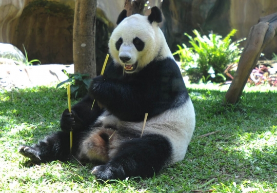 Tingkah lucu Panda Hu Chun dan Cai Tao di Taman Safari Indonesia