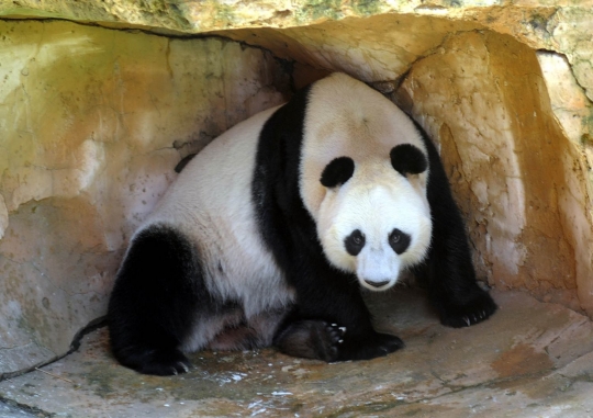 Tingkah lucu Panda Hu Chun dan Cai Tao di Taman Safari Indonesia