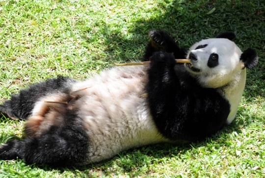 Tingkah lucu Panda Hu Chun dan Cai Tao di Taman Safari Indonesia