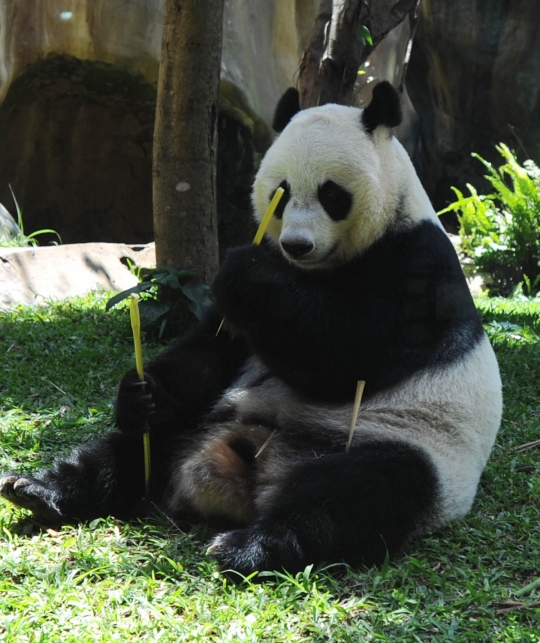 Tingkah lucu Panda Hu Chun dan Cai Tao di Taman Safari Indonesia