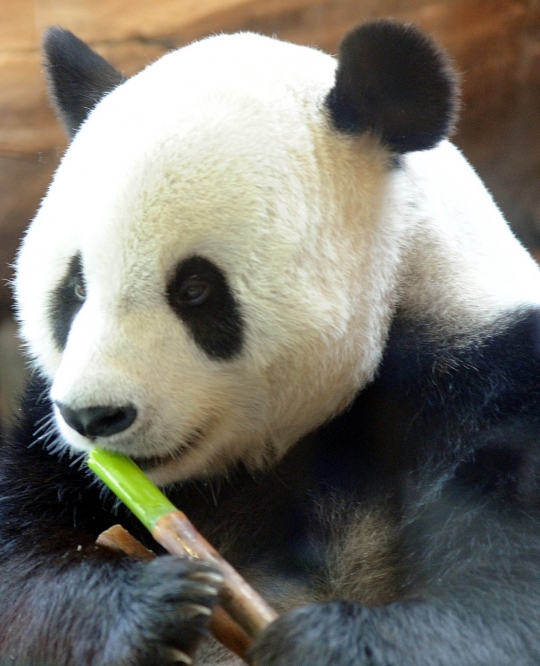 Tingkah lucu Panda Hu Chun dan Cai Tao di Taman Safari Indonesia