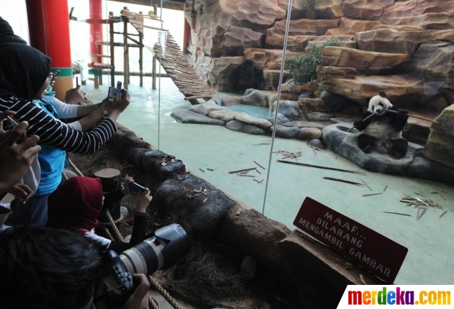 Foto : Tingkah lucu Panda Hu Chun dan Cai Tao di Taman 