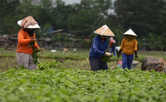 Menyambung hidup dengan bertani bayam di tengah Ibu Kota