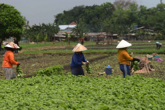 Menyambung hidup dengan bertani bayam di tengah Ibu Kota