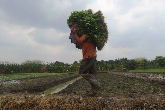 Menyambung hidup dengan bertani bayam di tengah Ibu Kota