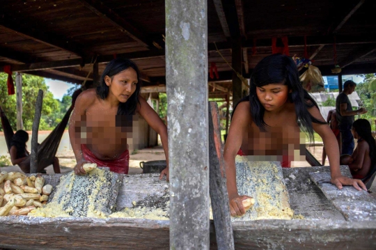 Intip aktivitas wanita-wanita Suku Waiapi pembuat bir di Amazon