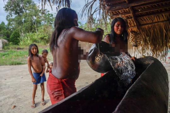 Intip aktivitas wanita-wanita Suku Waiapi pembuat bir di Amazon