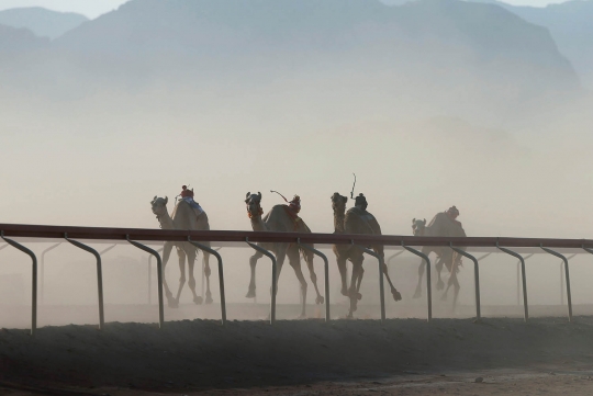 Menyaksikan balapan unta dengan joki robot di gurun Yordania