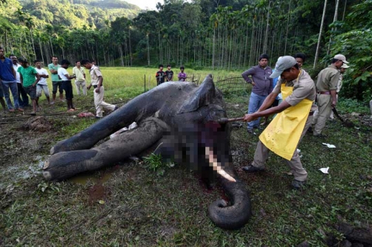 Keracunan, gajah India ini mati mengenaskan