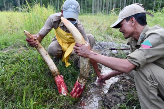 Keracunan, gajah India ini mati mengenaskan