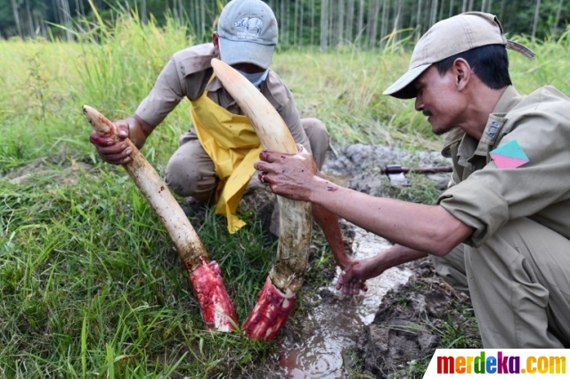 Foto : Keracunan, gajah India ini mati mengenaskan 