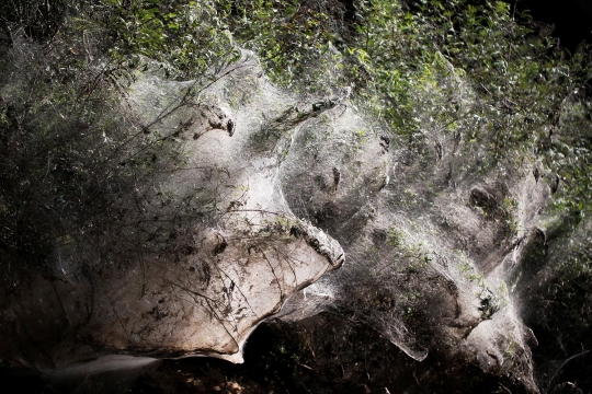 Fenomena langka jutaan laba-laba bangun sarang raksasa hingga selimuti hutan