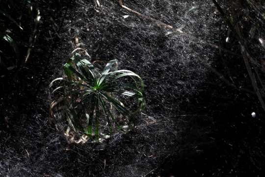 Fenomena langka jutaan laba-laba bangun sarang raksasa hingga selimuti hutan