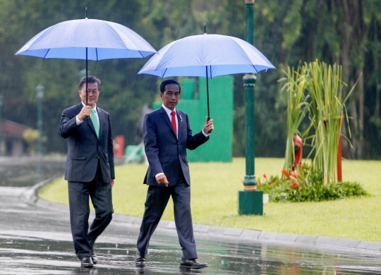 Jokowi payungi Presiden Korea Selatan saat tanam pohon di Istana Bogor