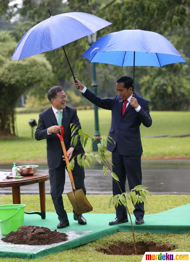 Foto : Jokowi payungi Presiden Korea Selatan saat tanam pohon di Istana Bogor | merdeka.com