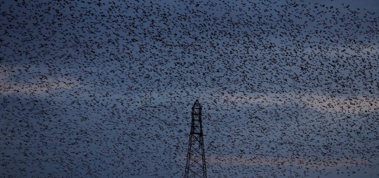 Fenomena ribuan jalak bermigrasi di Skotlandia