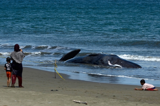 Ini kondisi 4 paus yang mati usai terdampar di Pantai Ujung Kareng Aceh