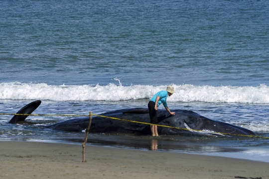 Ini kondisi 4 paus yang mati usai terdampar di Pantai Ujung Kareng Aceh