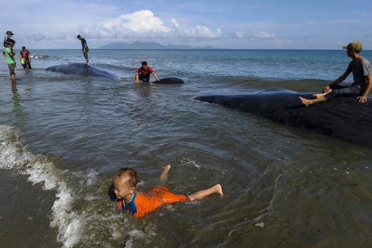 Ini kondisi 4 paus yang mati usai terdampar di Pantai Ujung Kareng Aceh