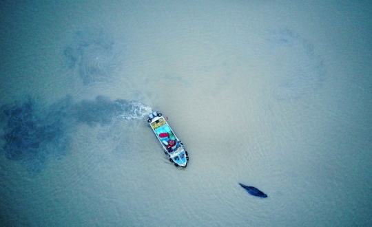 Usai paus sperma di Aceh, paus bungkuk terdampar di China