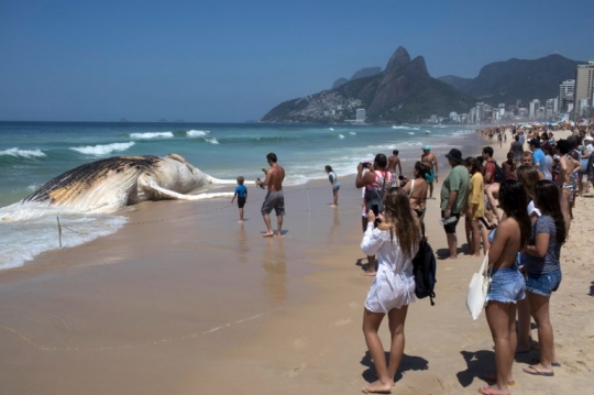 Paus terdampar di Brasil jadi tontonan dan selfie warga