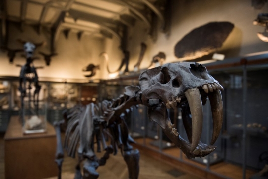 Mengunjungi museum tulang belulang purba di Prancis