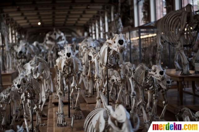 Foto Mengunjungi Museum Tulang Belulang Purba Di Prancis