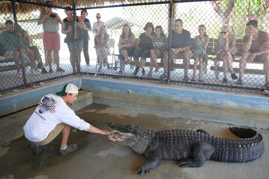 Bermain maut dengan aligator buas Florida