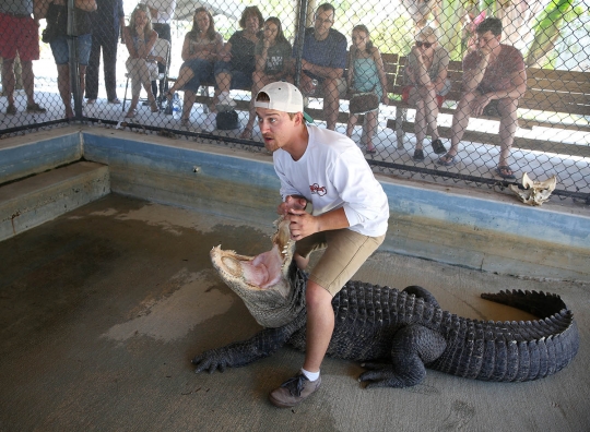 Bermain maut dengan aligator buas Florida