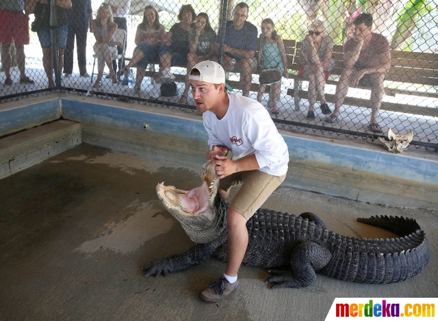 Foto : Bermain maut dengan aligator buas Florida merdeka.com